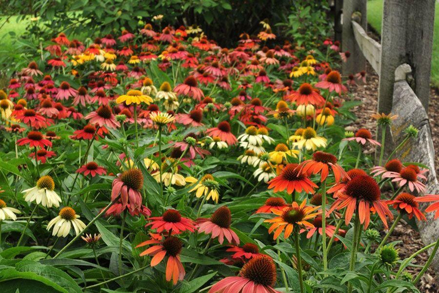 G738 Echinacea Purpurea 'cheyenne Spirit' - View 33 from www redcrocus com