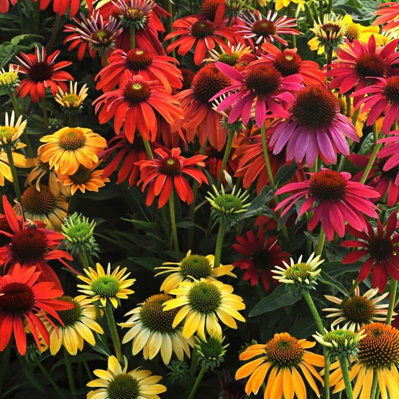 G738 Echinacea Purpurea 'cheyenne Spirit' - View 3 from www redcrocus com