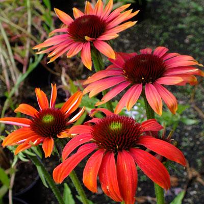 G738 Echinacea Purpurea 'cheyenne Spirit' - View 4 from www redcrocus com