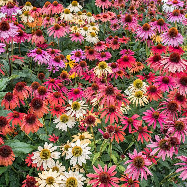 G738 Echinacea Purpurea 'cheyenne Spirit' - View 5 from www redcrocus com