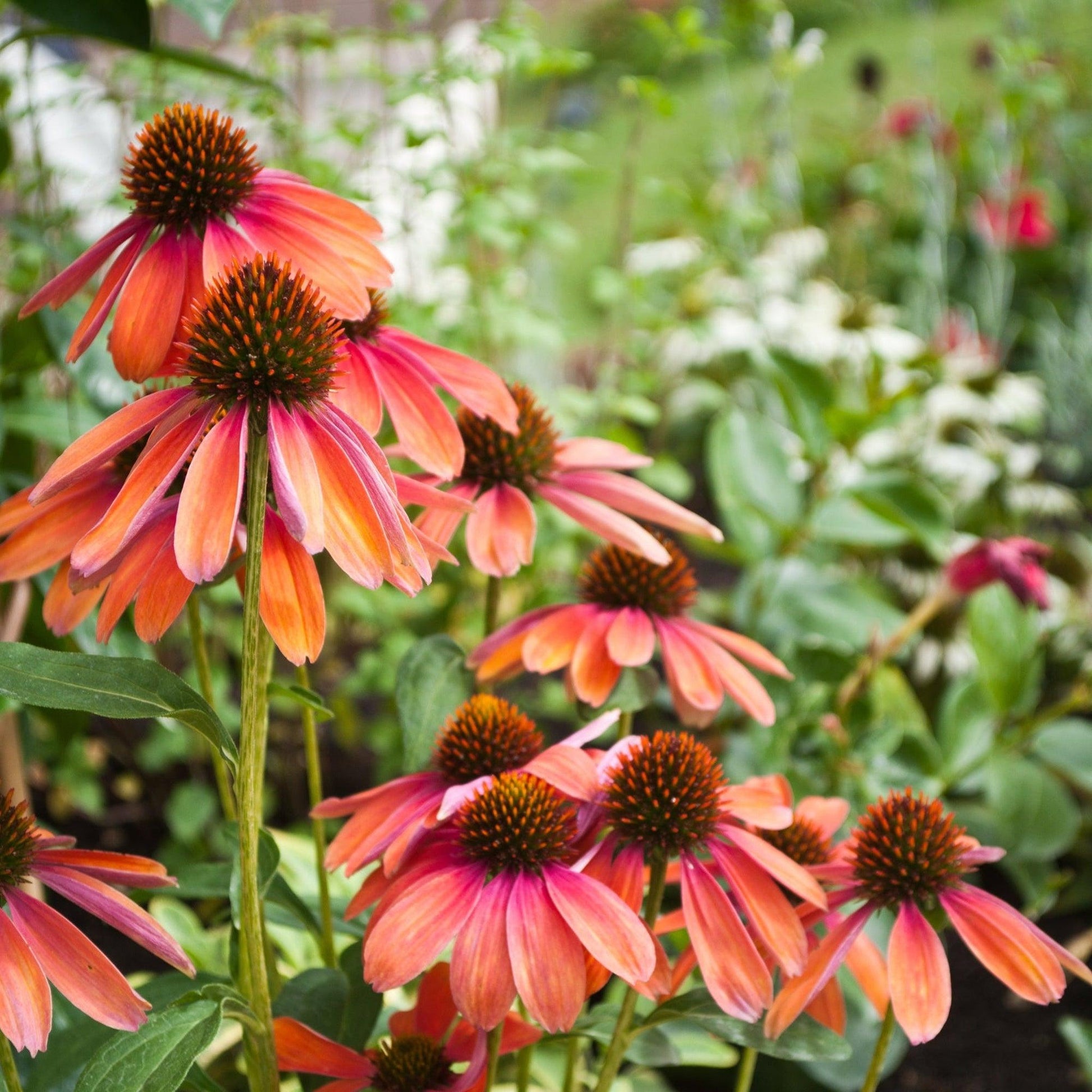 G738 Echinacea Purpurea 'cheyenne Spirit' - View 7 from www redcrocus com