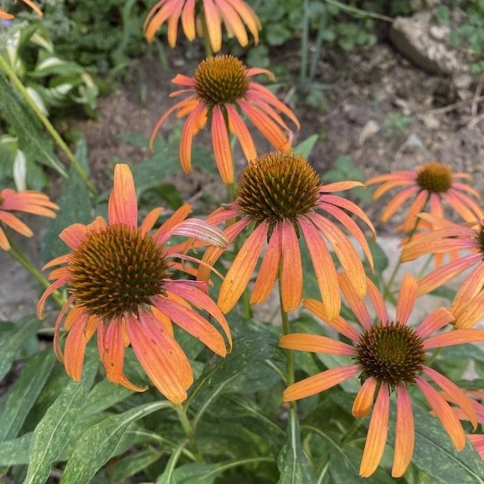 G738 Echinacea Purpurea 'cheyenne Spirit' - View 8 from www redcrocus com