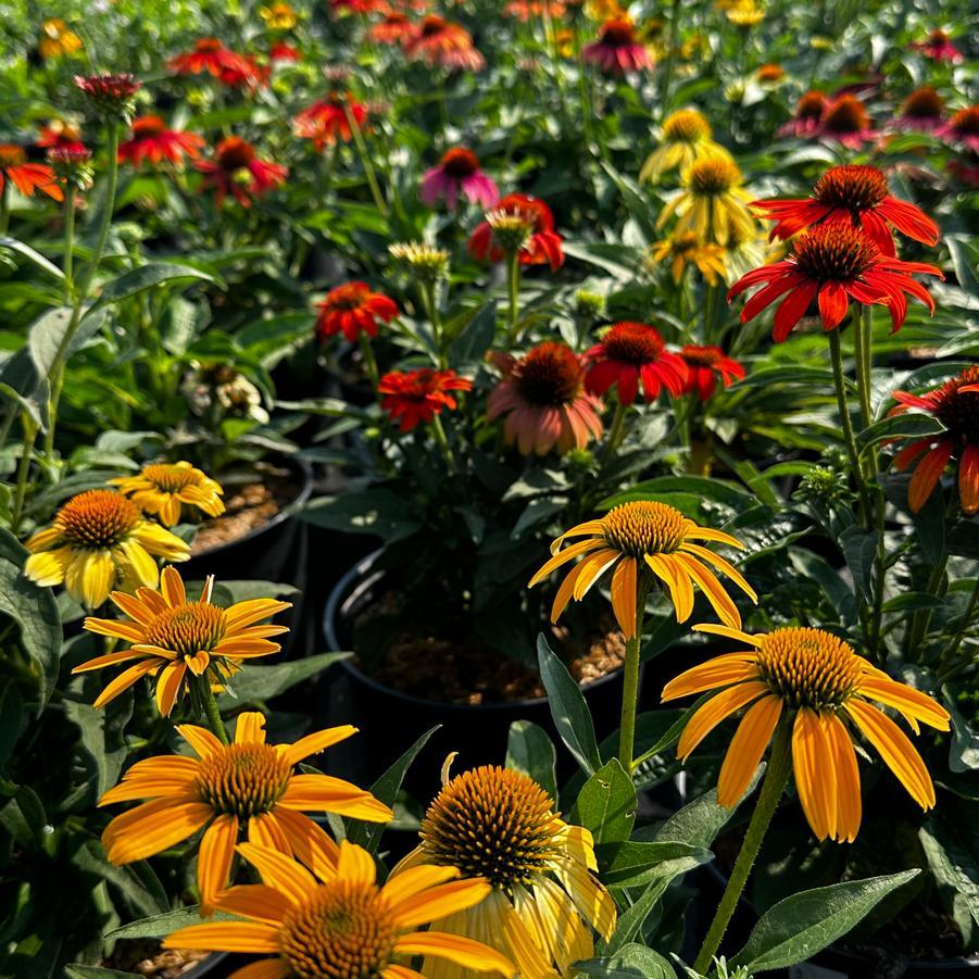 G738 Echinacea Purpurea 'cheyenne Spirit' - View 9 from www redcrocus com