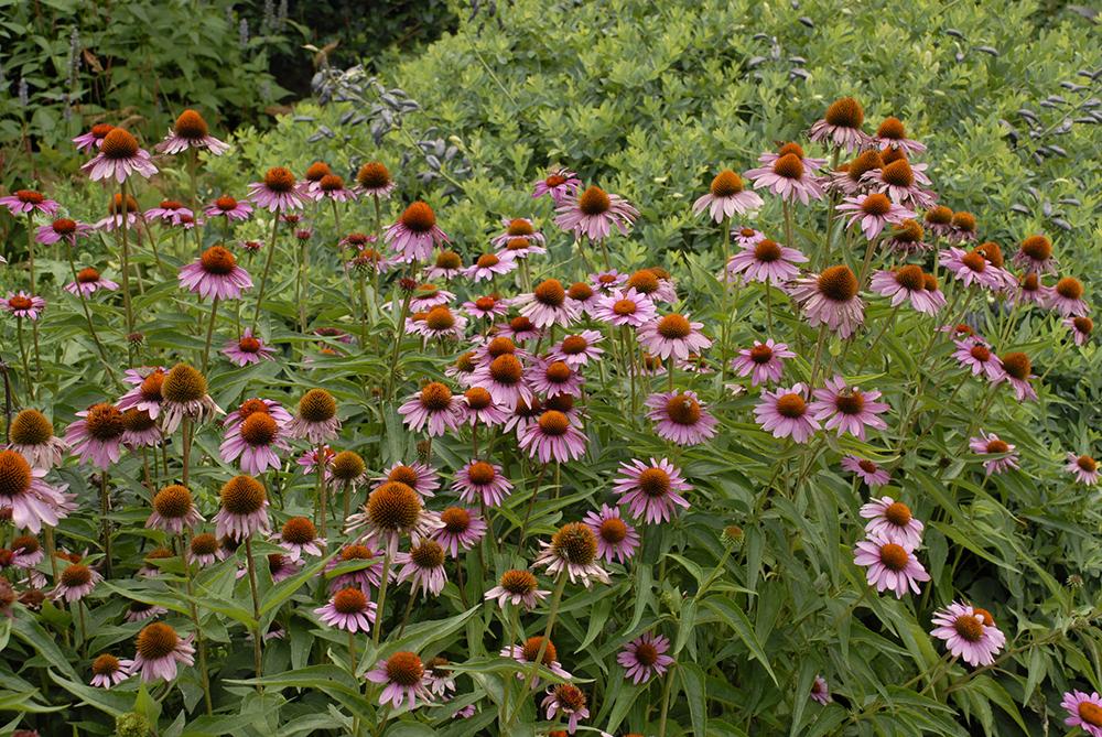 G741 Echinacea Purpurea 'ruby Star' - View 10 from www redcrocus com