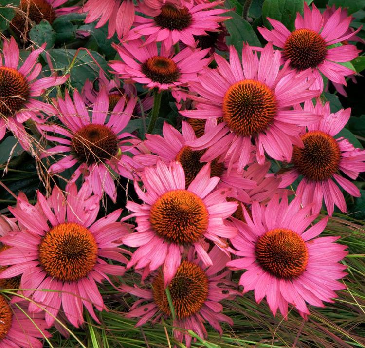 G741 Echinacea Purpurea 'ruby Star' - View 13 from www redcrocus com