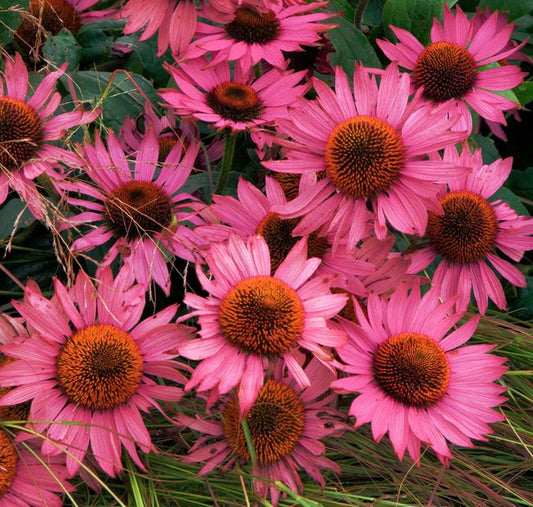 G741 Echinacea Purpurea 'ruby Star' - View 13 from www redcrocus com