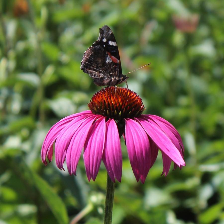 G741 Echinacea Purpurea 'ruby Star' - View 15 from www redcrocus com