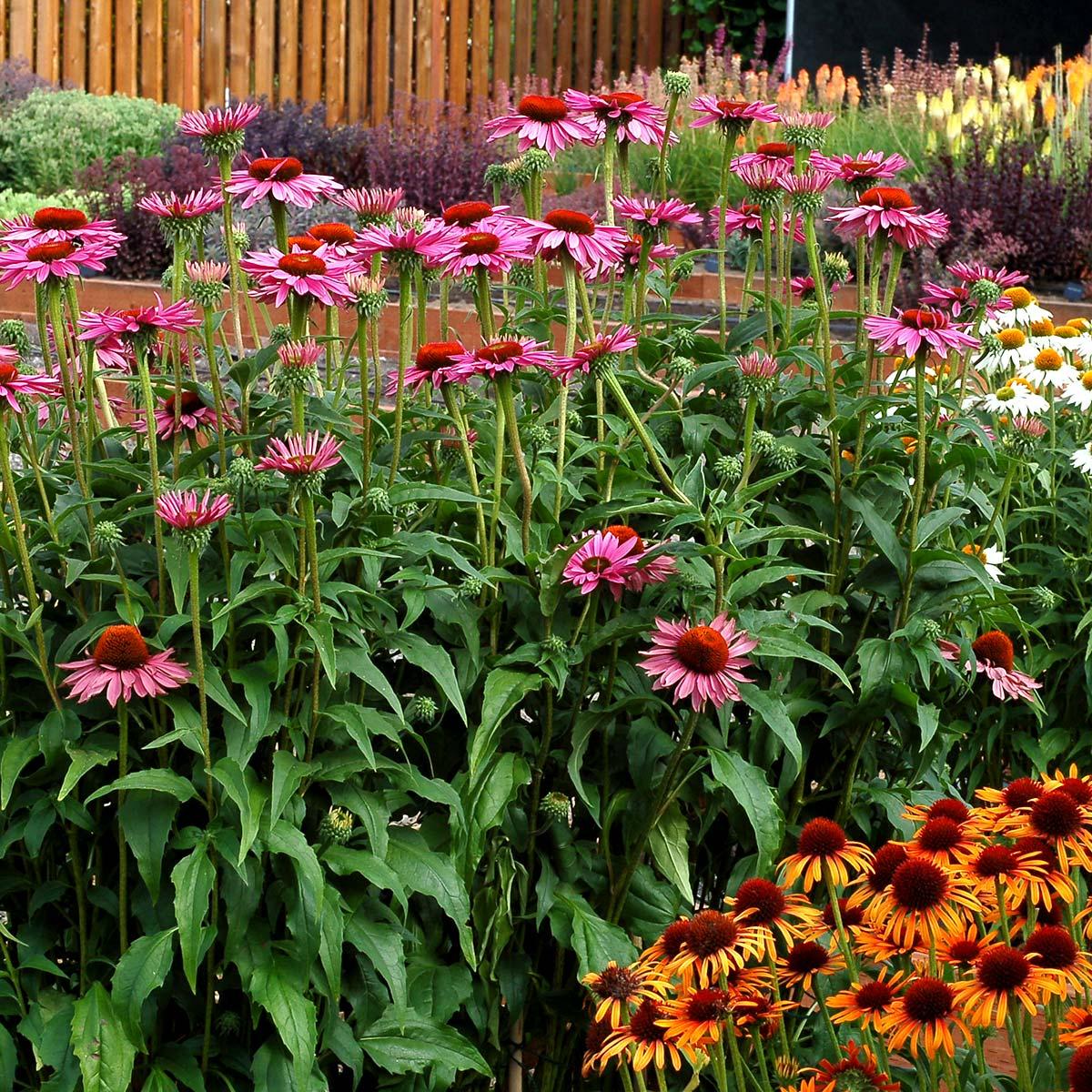 G741 Echinacea Purpurea 'ruby Star' - View 16 from www redcrocus com