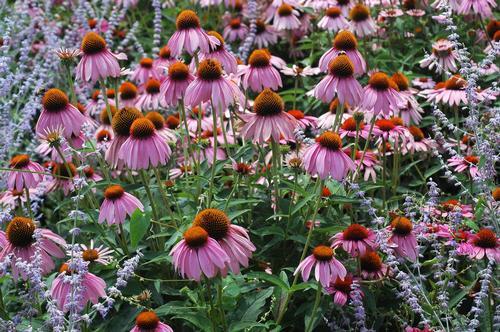 G741 Echinacea Purpurea 'ruby Star' - View 17 from www redcrocus com