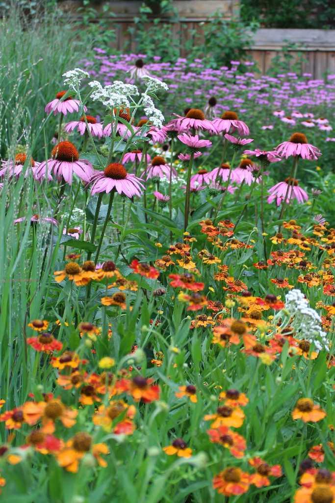 G741 Echinacea Purpurea 'ruby Star' - View 18 from www redcrocus com