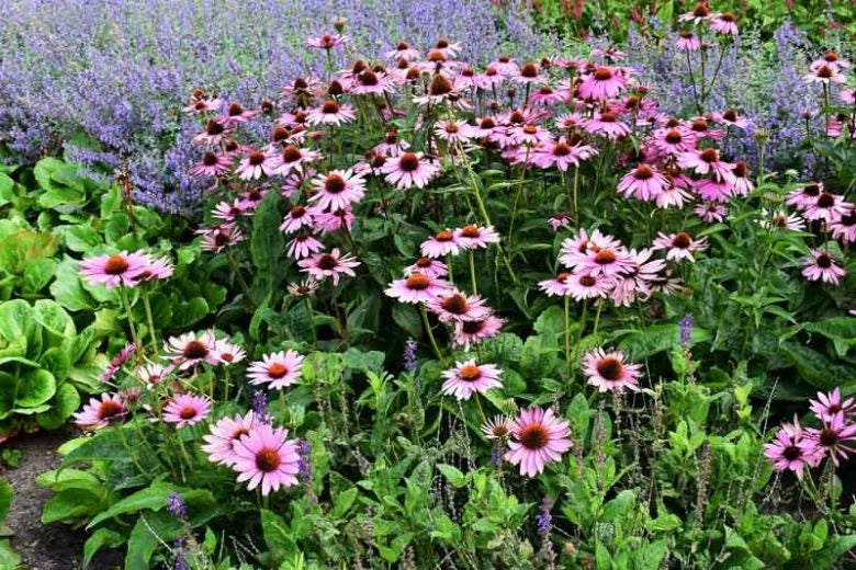 G741 Echinacea Purpurea 'ruby Star' - View 1 from www redcrocus com