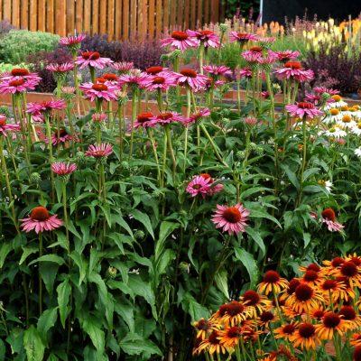 G741 Echinacea Purpurea 'ruby Star' - View 23 from www redcrocus com