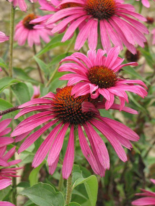 G741 Echinacea Purpurea 'ruby Star' - View 24 from www redcrocus com