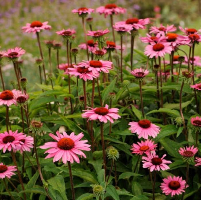 G741 Echinacea Purpurea 'ruby Star' - View 25 from www redcrocus com
