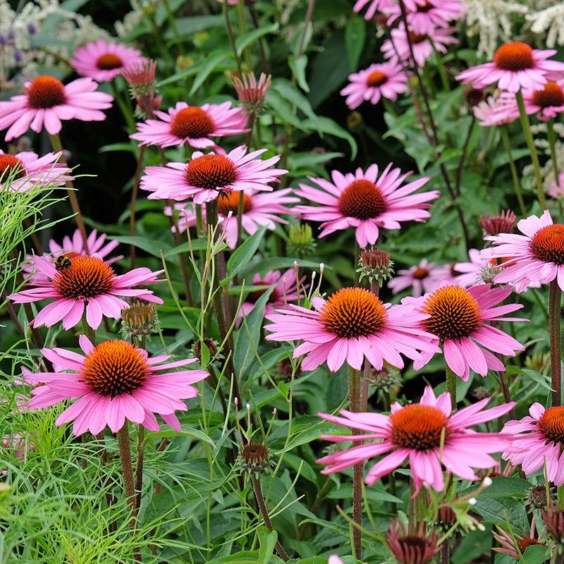 G741 Echinacea Purpurea 'ruby Star' - View 26 from www redcrocus com