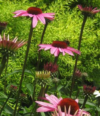 G741 Echinacea Purpurea 'ruby Star' - View 27 from www redcrocus com