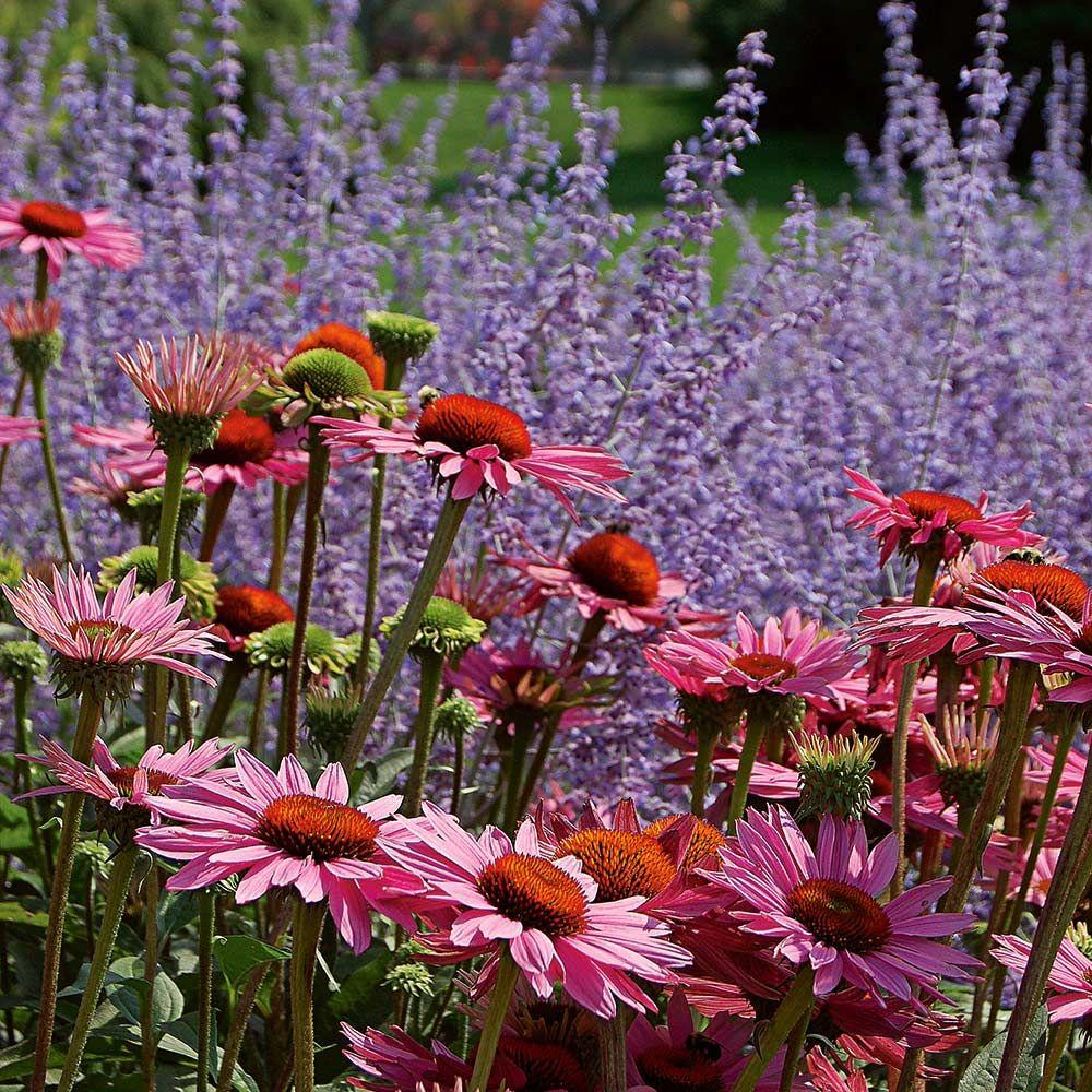G741 Echinacea Purpurea 'ruby Star' - View 29 from www redcrocus com