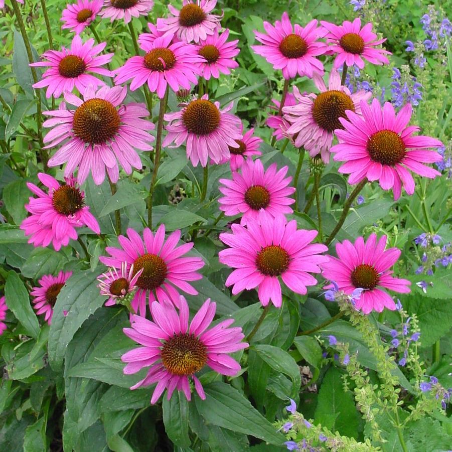 G741 Echinacea Purpurea 'ruby Star' - View 2 from www redcrocus com
