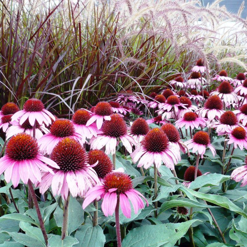 G741 Echinacea Purpurea 'ruby Star' - View 30 from www redcrocus com