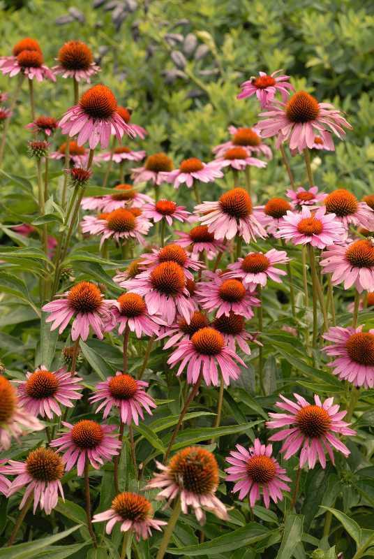 G741 Echinacea Purpurea 'ruby Star' - View 31 from www redcrocus com