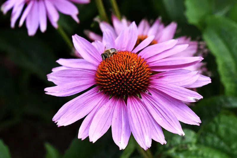 G741 Echinacea Purpurea 'ruby Star' - View 32 from www redcrocus com