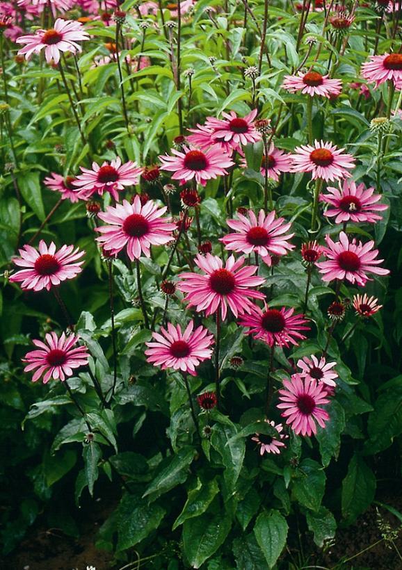 G741 Echinacea Purpurea 'ruby Star' - View 4 from www redcrocus com