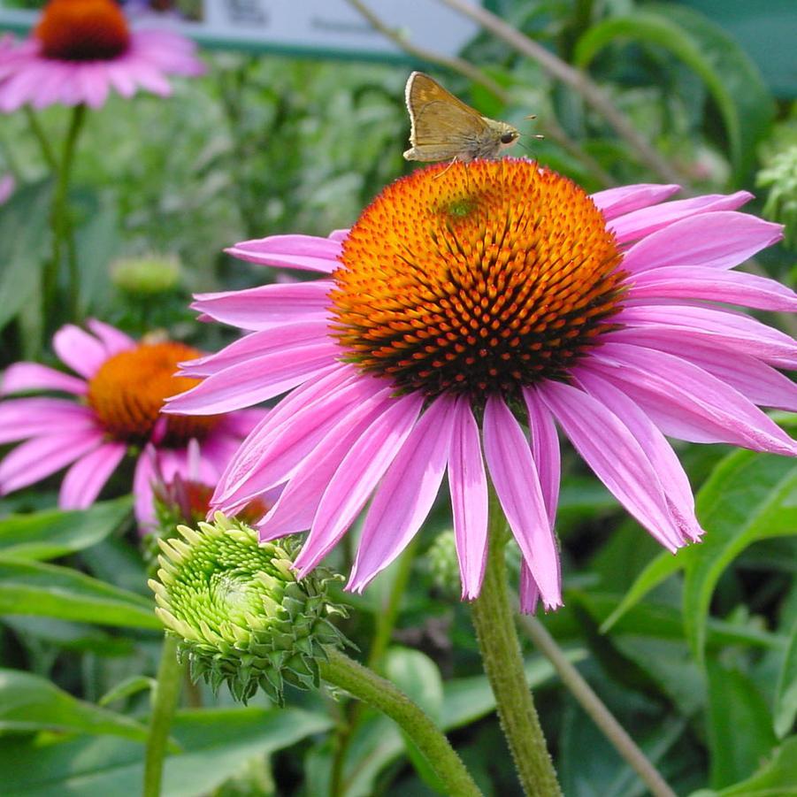 G741 Echinacea Purpurea 'ruby Star' - View 7 from www redcrocus com