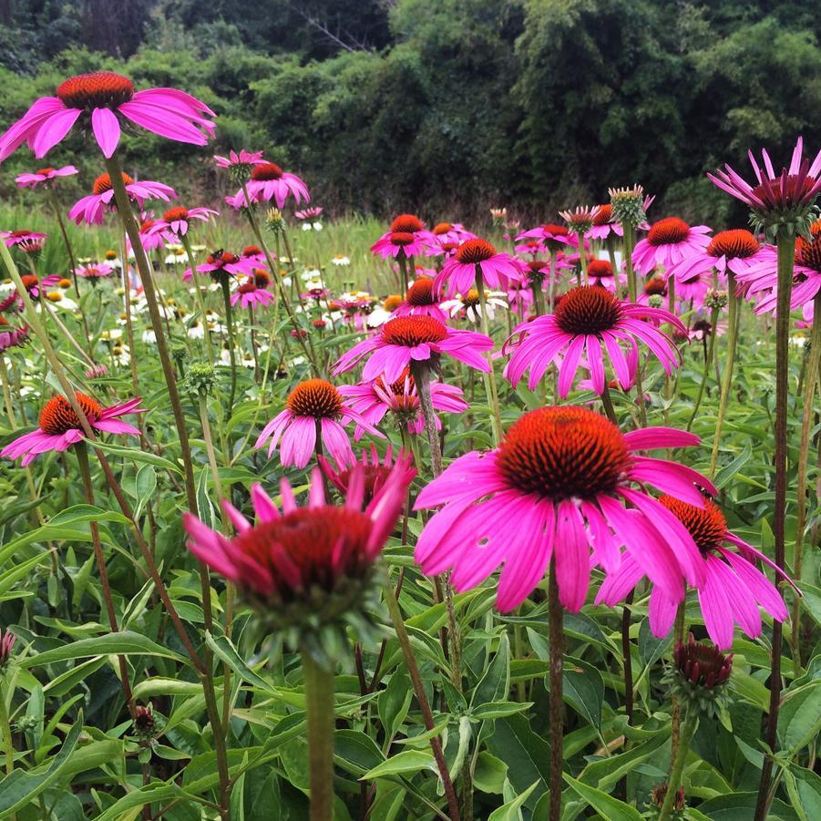 G741 Echinacea Purpurea 'ruby Star' - View 9 from www redcrocus com