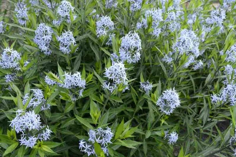G742 Amsonia Tabernaemontana 'blue Ice' - View 17 from www redcrocus com