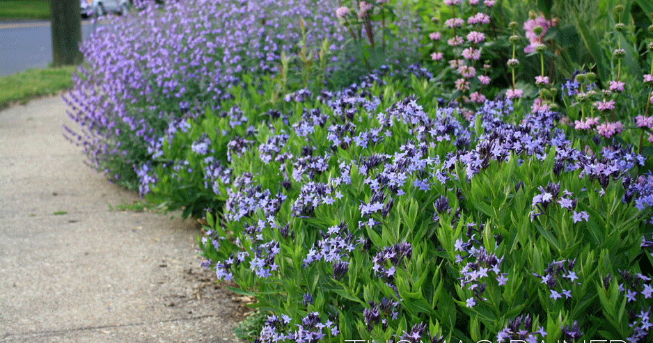 G742 Amsonia Tabernaemontana 'blue Ice' - View 21 from www redcrocus com