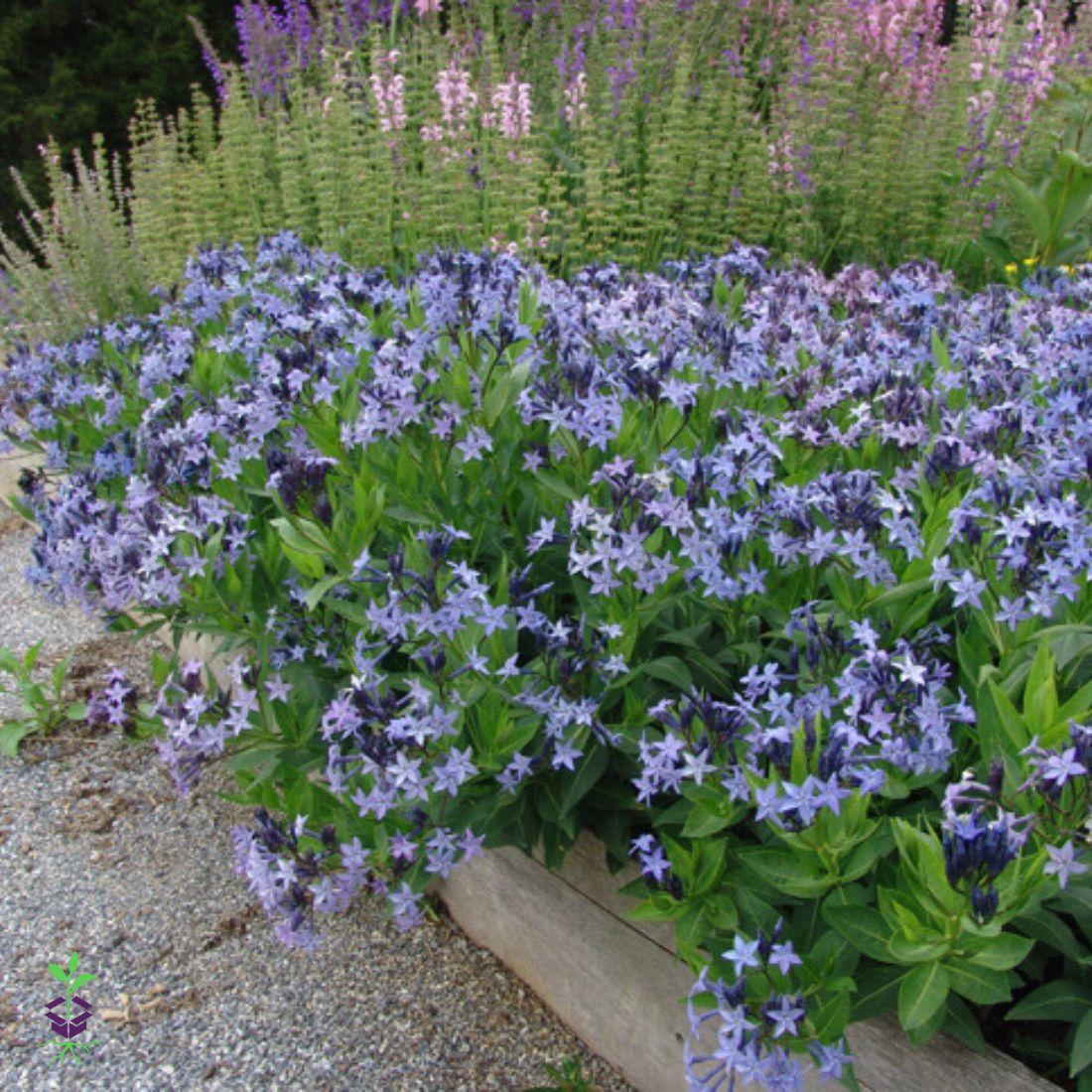 G742 Amsonia Tabernaemontana 'blue Ice' - View 24 from www redcrocus com