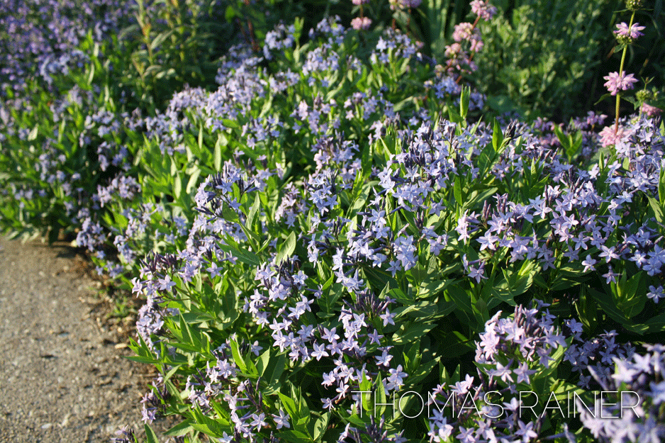 G742 Amsonia Tabernaemontana 'blue Ice' - View 30 from www redcrocus com