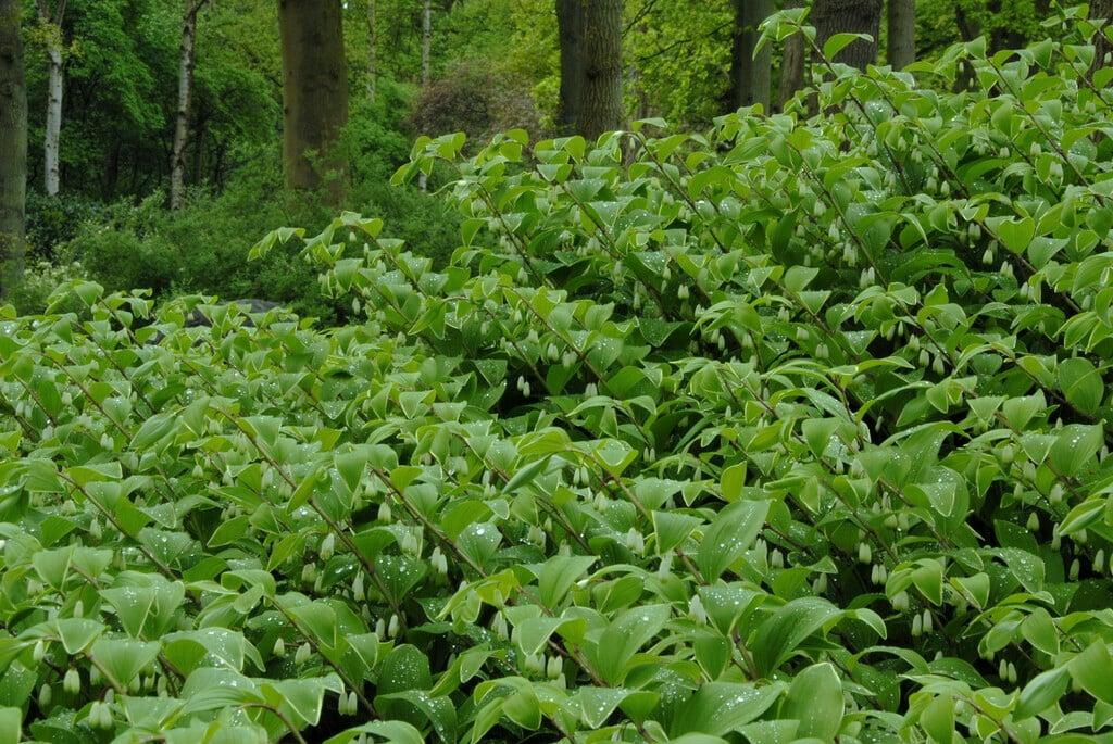 G748 Polygonatum Falcatum 'variegatum' - View 11 from www redcrocus com