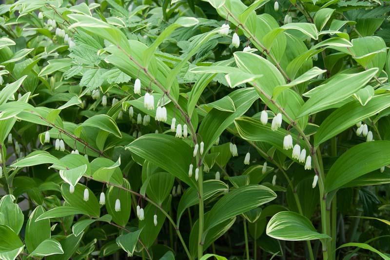 G748 Polygonatum Falcatum 'variegatum' - View 13 from www redcrocus com