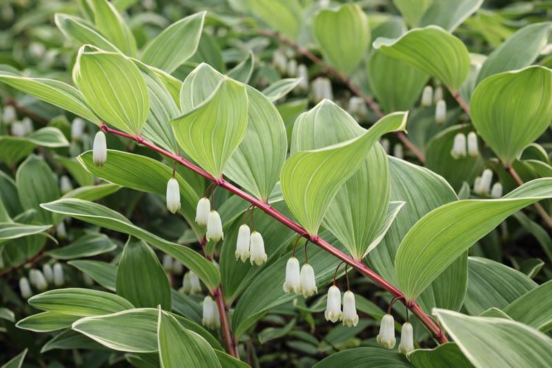 G748 Polygonatum Falcatum 'variegatum' - View 14 from www redcrocus com