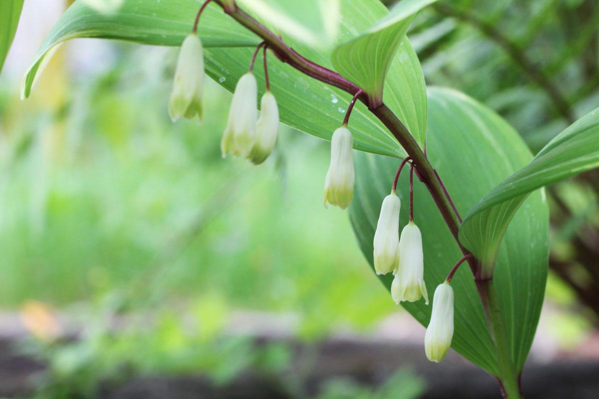 G748 Polygonatum Falcatum 'variegatum' - View 15 from www redcrocus com