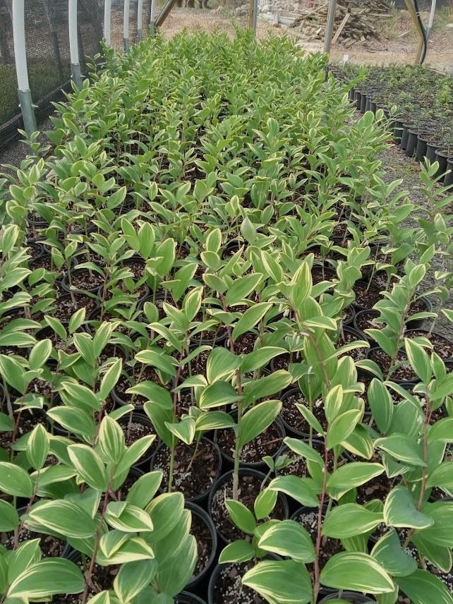 G748 Polygonatum Falcatum 'variegatum' - View 16 from www redcrocus com