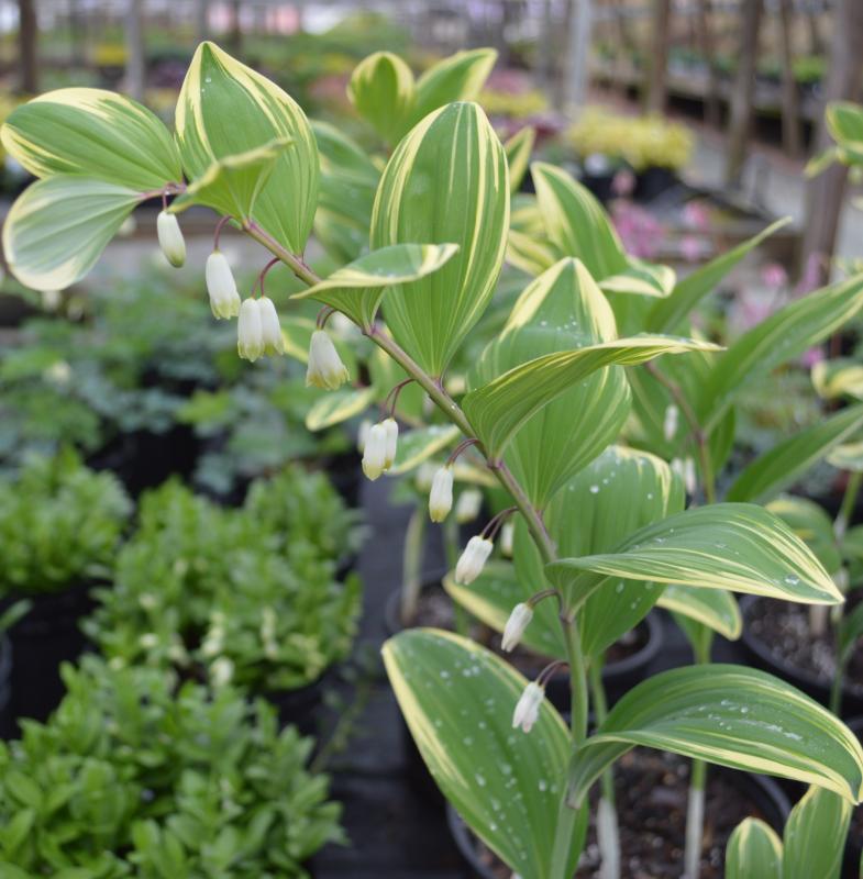 G748 Polygonatum Falcatum 'variegatum' - View 17 from www redcrocus com