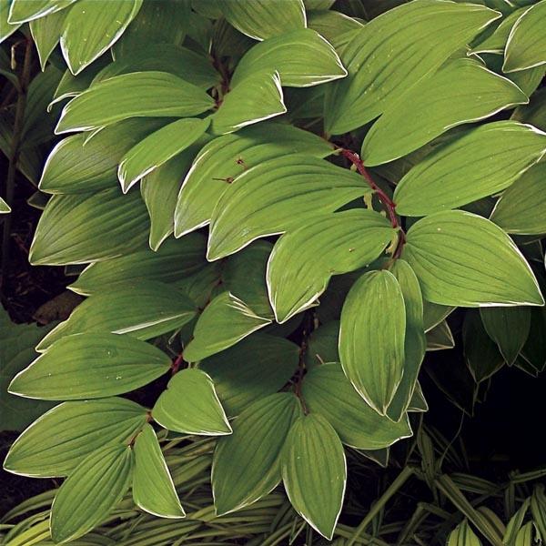 G748 Polygonatum Falcatum 'variegatum' - View 18 from www redcrocus com