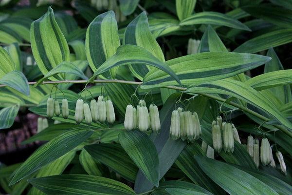 G748 Polygonatum Falcatum 'variegatum' - View 22 from www redcrocus com