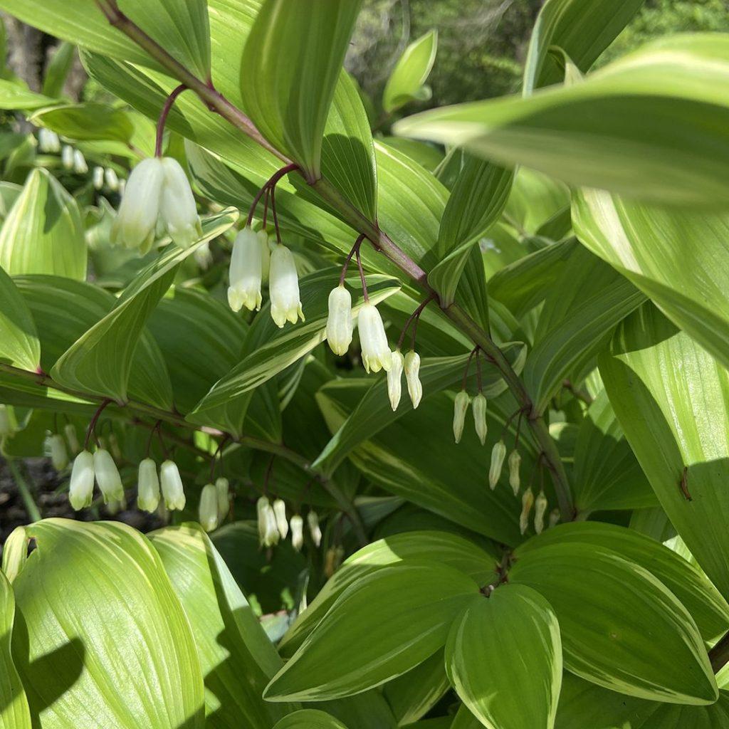 G748 Polygonatum Falcatum 'variegatum' - View 23 from www redcrocus com