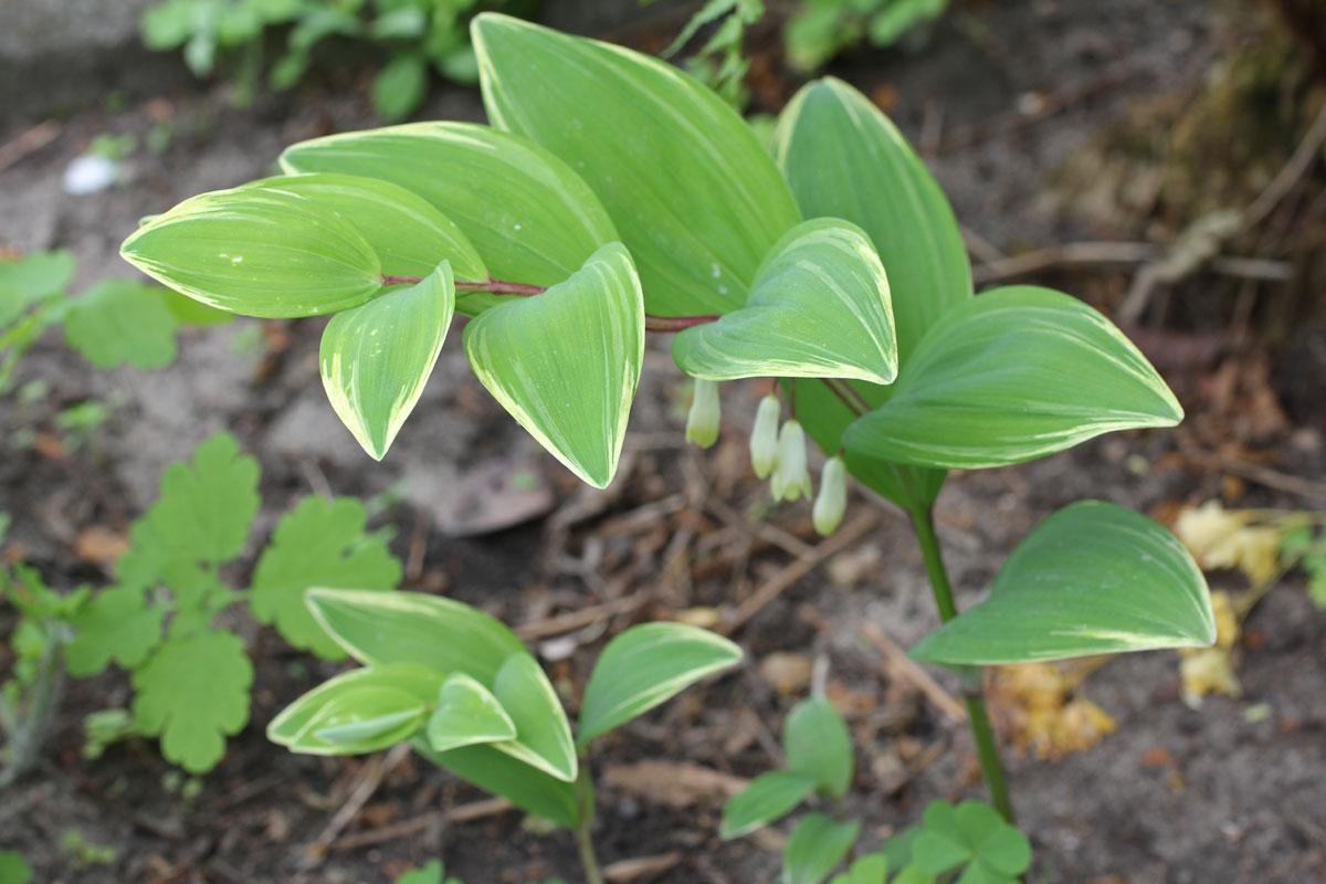 G748 Polygonatum Falcatum 'variegatum' - View 26 from www redcrocus com