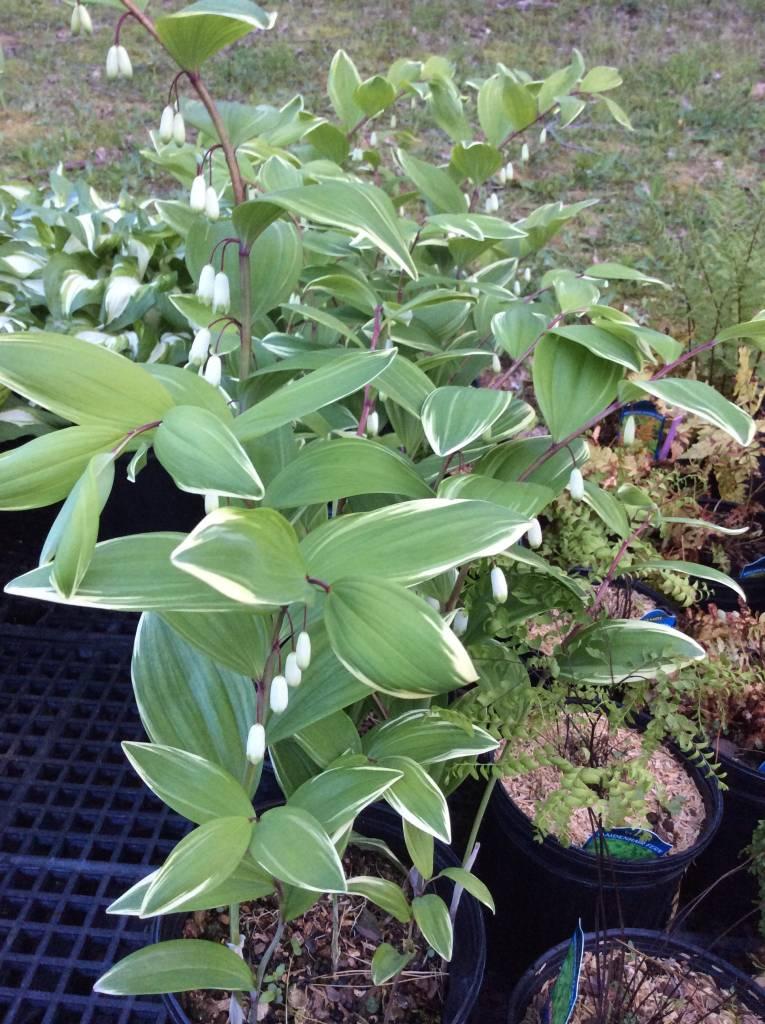 G748 Polygonatum Falcatum 'variegatum' - View 27 from www redcrocus com