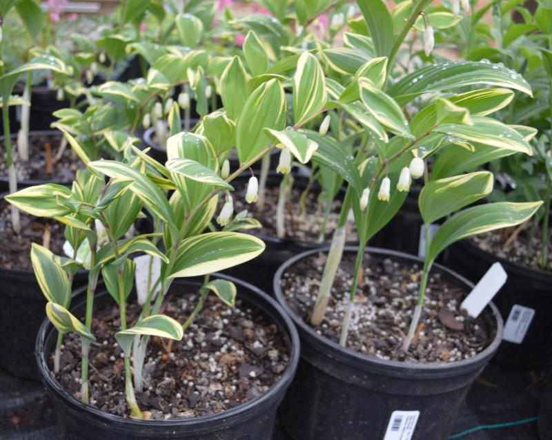 G748 Polygonatum Falcatum 'variegatum' - View 2 from www redcrocus com