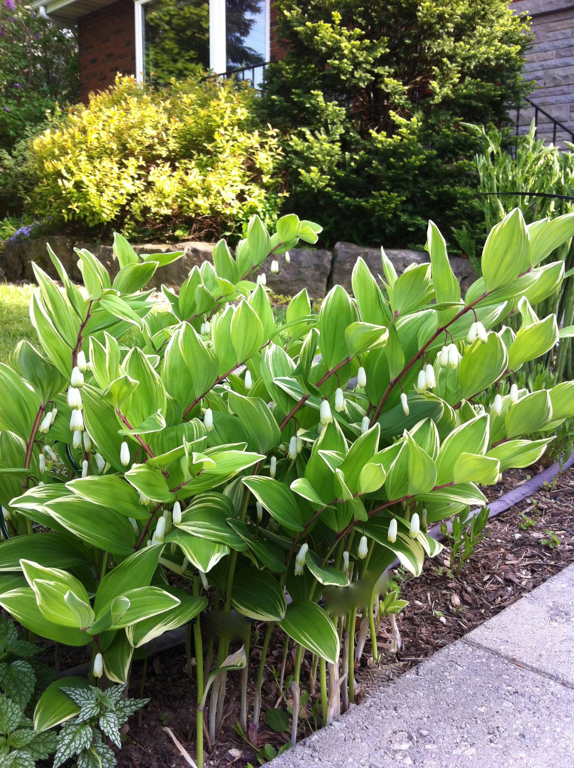 G748 Polygonatum Falcatum 'variegatum' - View 3 from www redcrocus com
