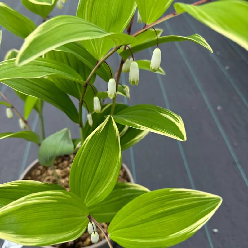 G748 Polygonatum Falcatum 'variegatum' - View 4 from www redcrocus com