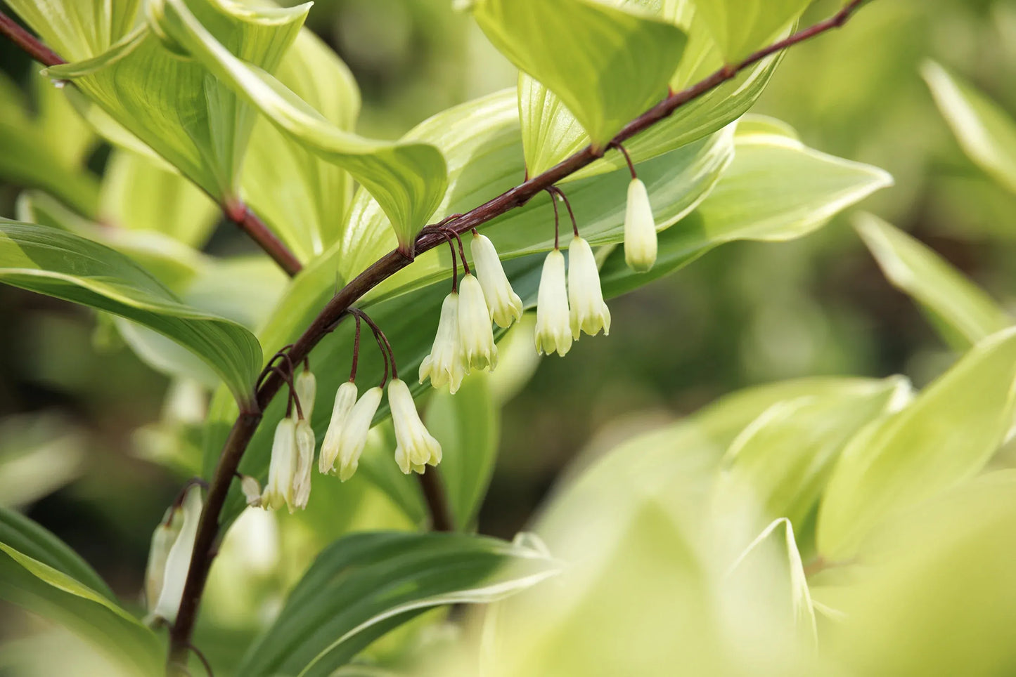 G748 Polygonatum Falcatum 'variegatum' - View 5 from www redcrocus com