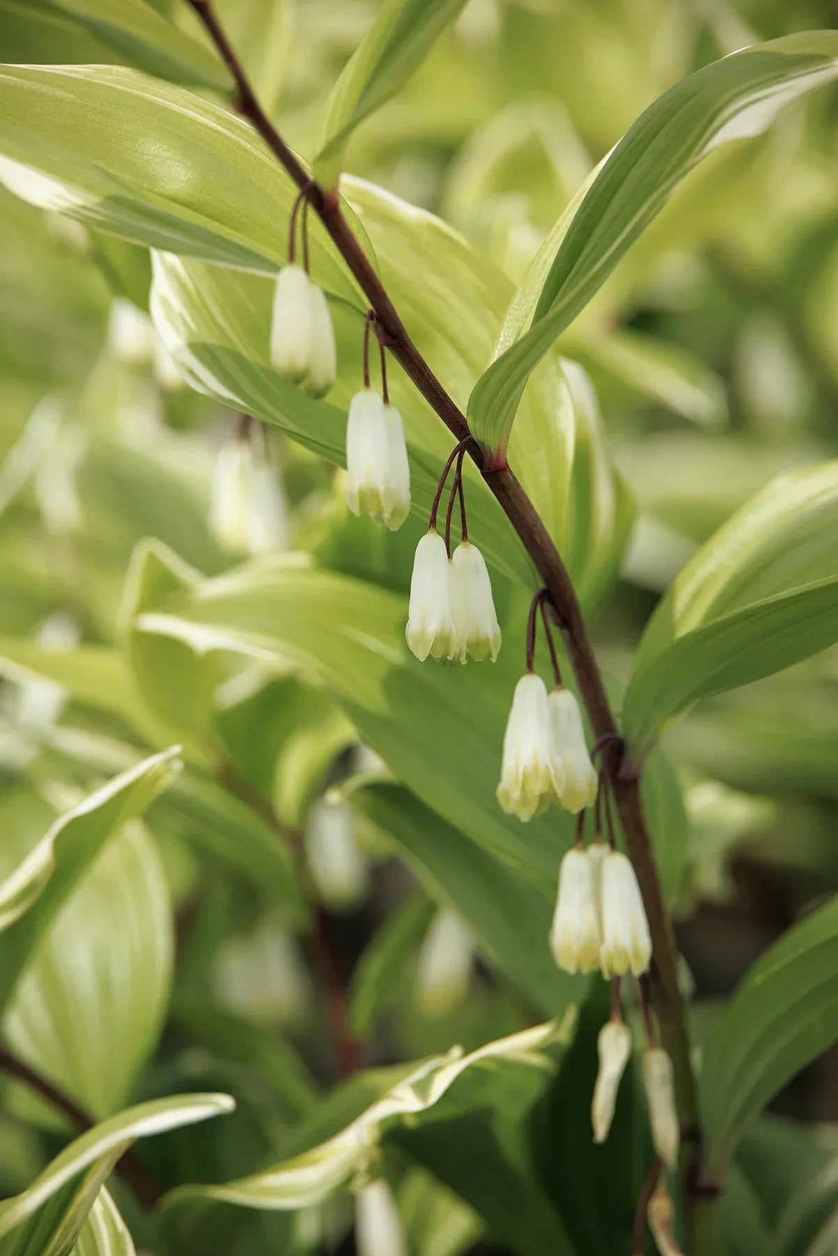 G748 Polygonatum Falcatum 'variegatum' - View 7 from www redcrocus com