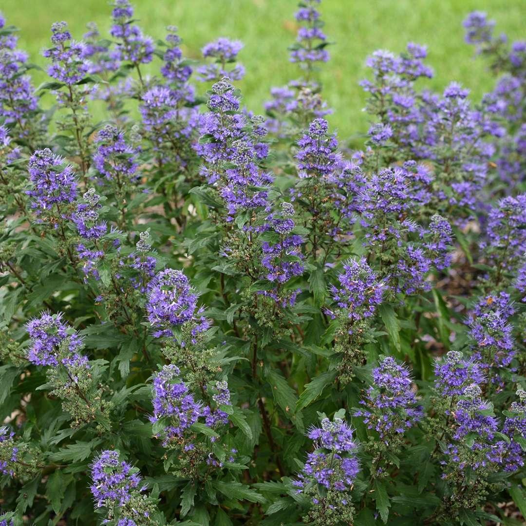 G749 Caryopteris 'beyond Midnight' - View 11 from www redcrocus com