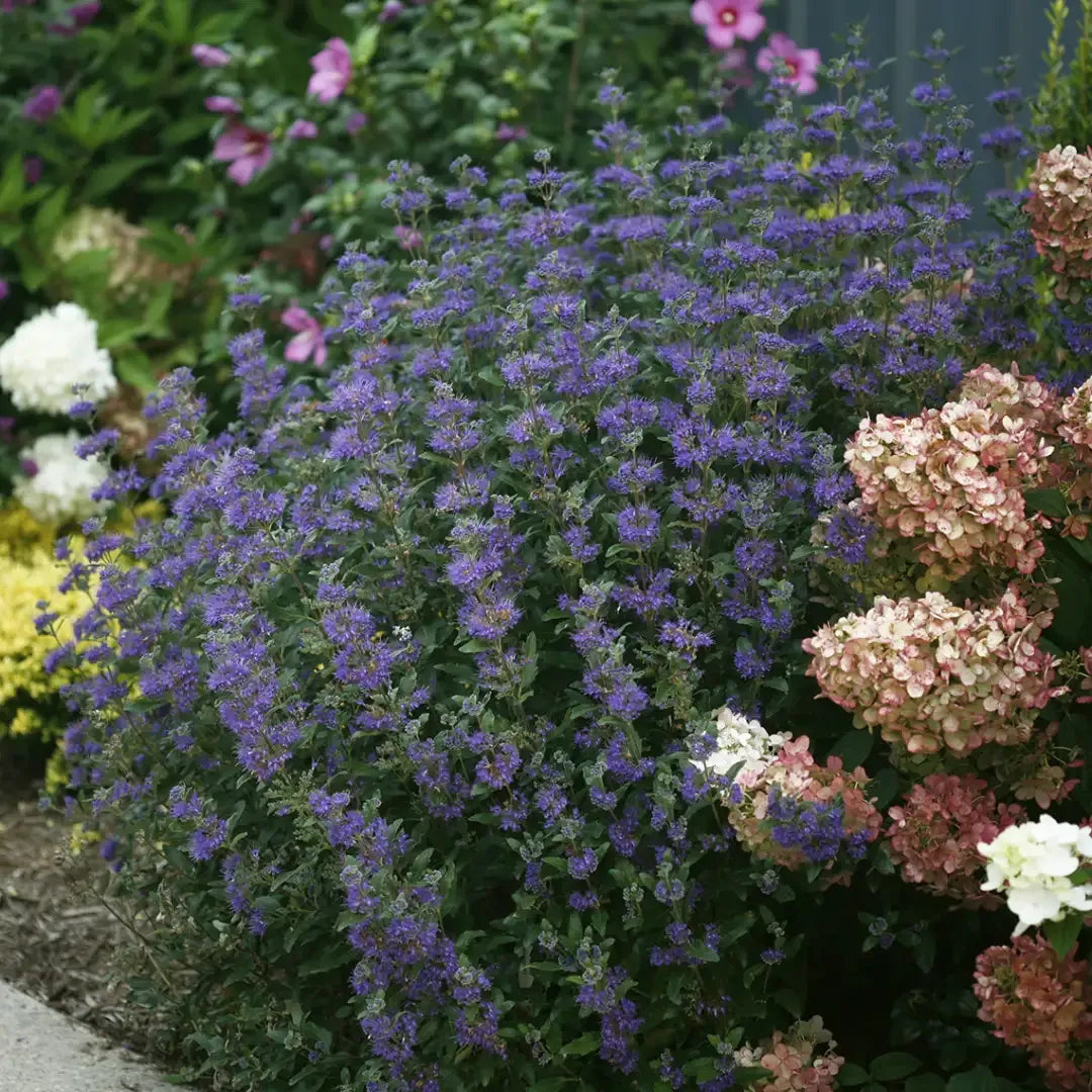 G749 Caryopteris 'beyond Midnight' - View 12 from www redcrocus com